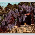 Vintage Wistaria In Bloom California Postcard (eH551)