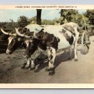 Yoked Oxen Evangeline Country Nova Scotia Canada Postcard  (eH713)
