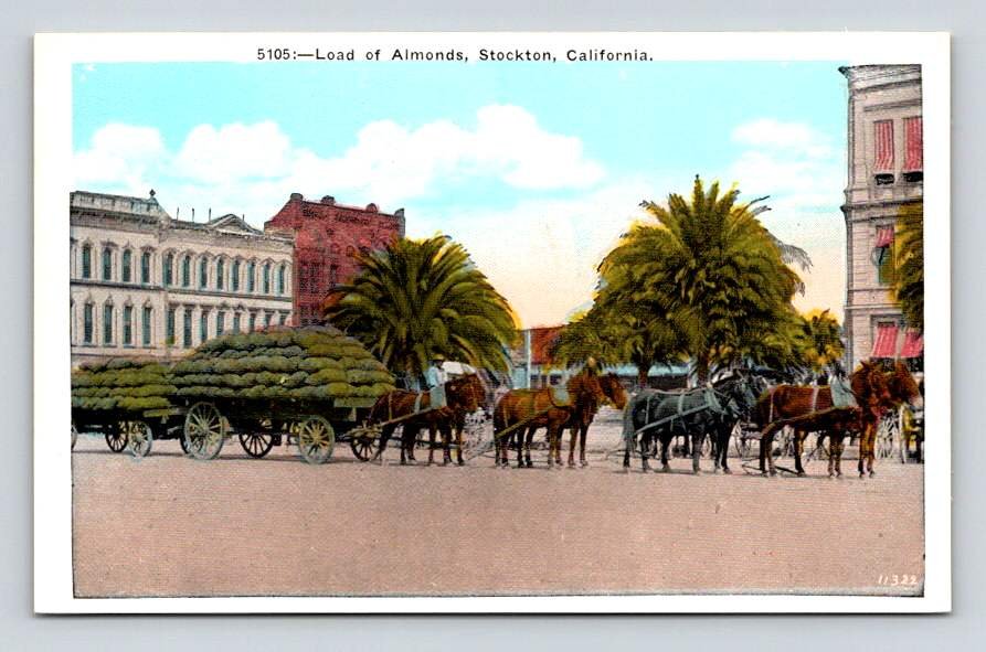 Stockton California Load of Almonds, Horses Postcard (eH863)