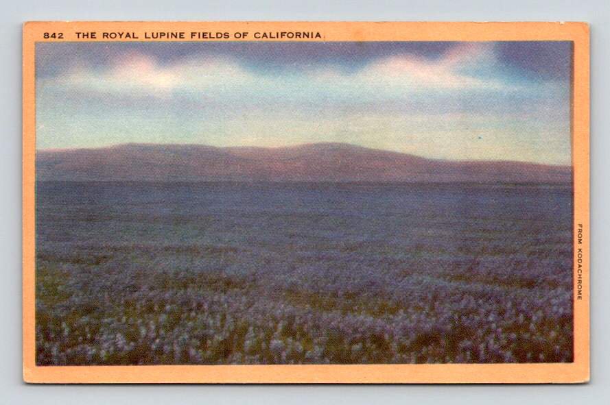 Royal Lupin Fields California Linen Postcard (eH925)