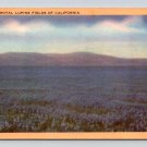 Royal Lupin Fields California Linen Postcard (eH925)