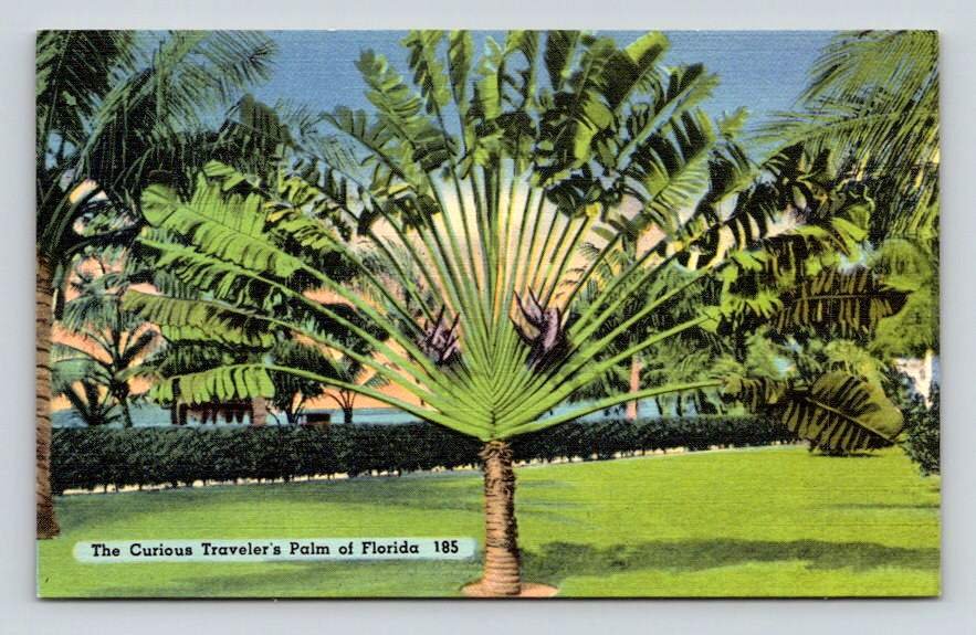 Florida The Curious Traveler's Palm Tree Vintage Linen Postcard (eH967)