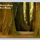 Muir Woods California,  Lot of 2 Postcards (eH979)