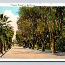 Pepper Tree in California 1930 Postcard (eH1071)