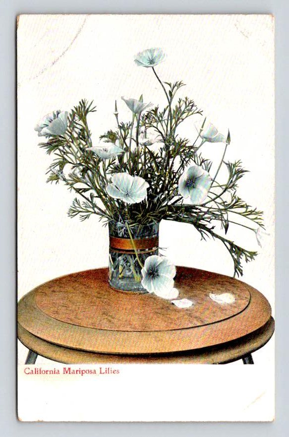 California Mariposa Lillies Postcard (eH1137)