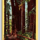 Santa Cruz California Big Trees Park Postcard (eCL47)