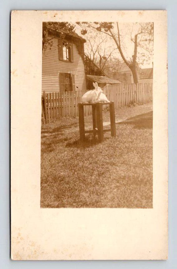 RPPC Rabbits On Bench VELOX Postcard (eCL89)