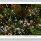 Colorado Columbine State Flower Union Pacific Postcard 1936 (eCL258)