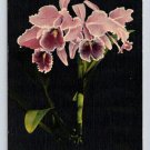 Winter Park Florida Orchids, Mead Botanical Gardens 1947 Postcard (eCL340)