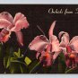 Orchids from Florida Jungle 1951 Postcard (eCL342)