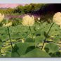 North American Lotus, Water Chinquapin Postcard (eCL346)