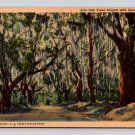 Spanish Moss Live Oak Trees - Linen Postcard (eCL474)