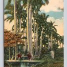 Habana Cuba Palsaje Cubano - Hand Colored Postcard (eCL644)