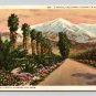 Lot of 4 Palm Trees California Postcards (eCL556)