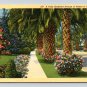 Lot of 4 Palm Trees California Postcards (eCL556)