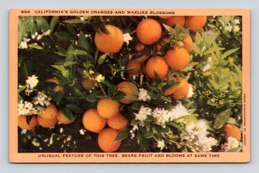 Lot of 3 of California Oranges - Postcards (eCL664)
