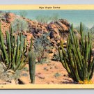 California Desert Pipe Organ Cactus Postcard (eCL676)