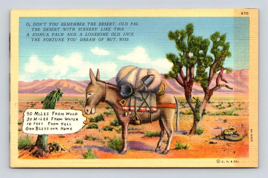 California Desert Donkey and Cactu Postcard (eCL678)