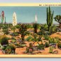 California A Few Varieties of Deser Cacti Postcard (eCL680)