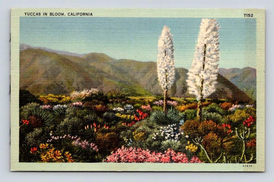 California Yucccas and Wildflowers in Bloom Postcard (eCL682)