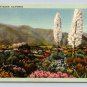 California Yucccas and Wildflowers in Bloom Postcard (eCL682)
