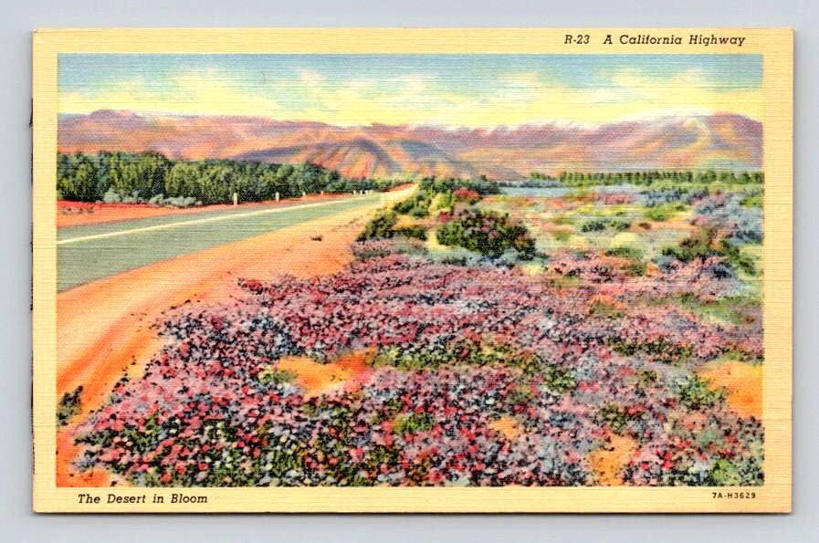 California Highway, The Desert in Wildflower Bloom Postcard (eCL684)