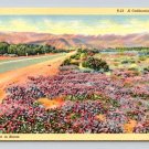 California Highway, The Desert in Wildflower Bloom Postcard (eCL684)