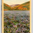 California Lupine Wildflowers in Bloom Postcard (eCL694)
