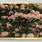 Gatlinburg Tennessee Moutain Rhododendron Great Smokey National Park 1942 Postcard (eCL700)