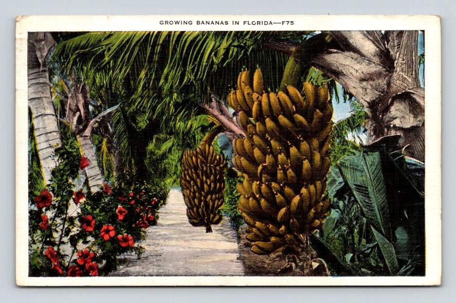 Bananas in Florida White Border 1937 Miami Postcard (ecL736)