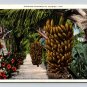 Bananas in Florida White Border 1937 Miami Postcard (ecL736)