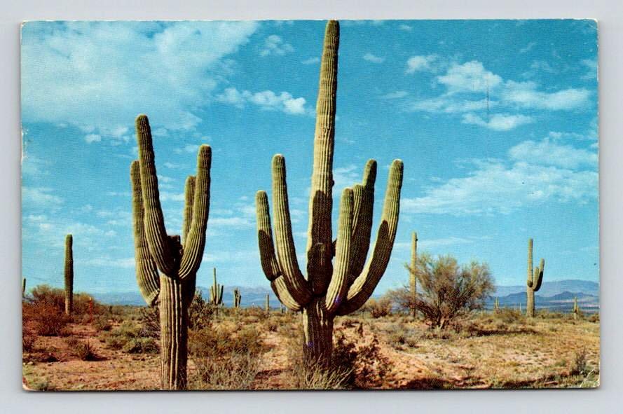 Saguaro Cactus Arizona 1960 Postcard (eCL782)