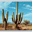 Saguaro Cactus Arizona 1960 Postcard (eCL782)