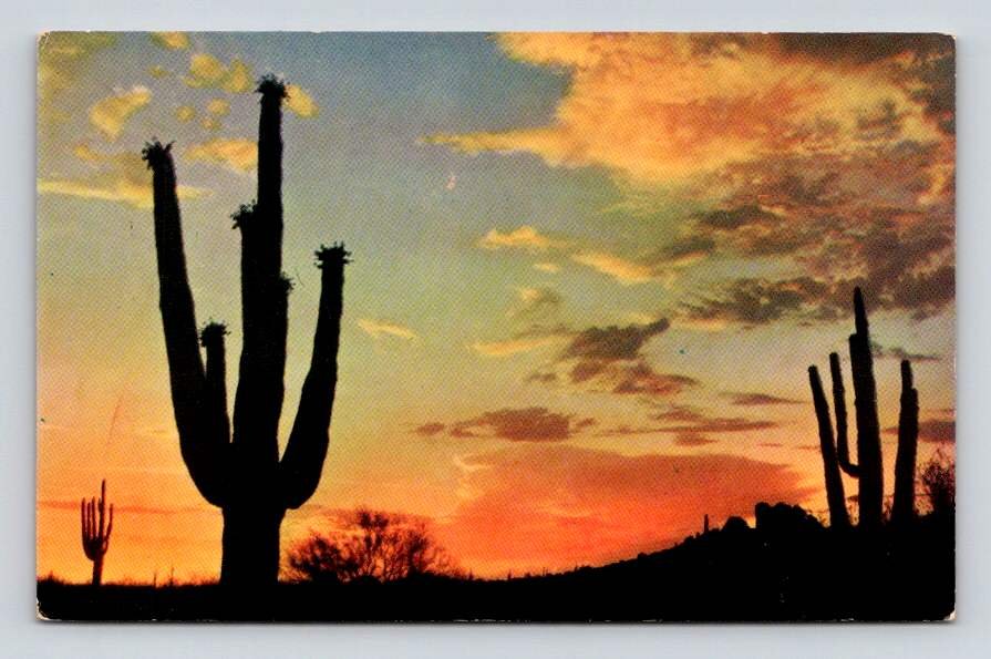 Saguaro Cactus Desert Sunset - Petley Postcard (eCL784)