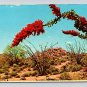 Ocotillo Arizona Southwestern Desert 1974 Postcard (eCL786)