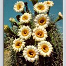 Saguaro in Bloom  Arizona -Petley Postcard (eCL788)