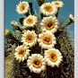 Saguaro in Bloom  Arizona -Petley Postcard (eCL788)