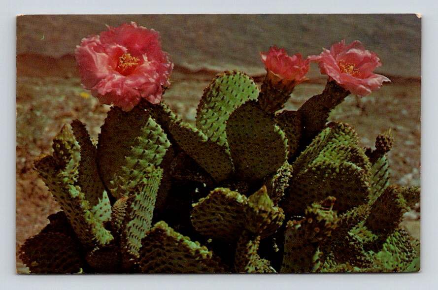 Magenta Beaver Tail Cactus Postcard (eCL792)