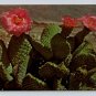 Magenta Beaver Tail Cactus Postcard (eCL792)