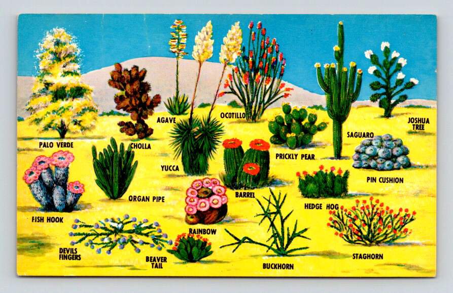 Southwestern Desert Cacti and Flora Postcard (eCL794)