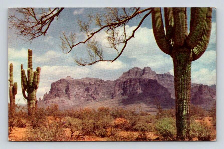 Arizona Superstition Mountain Saguaros Along Apache Trail Postcard (eCL796)