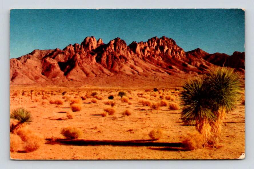 Organ, Needle Mountains Gigantic Pipe Organ Cactus Postcard (eCL798)