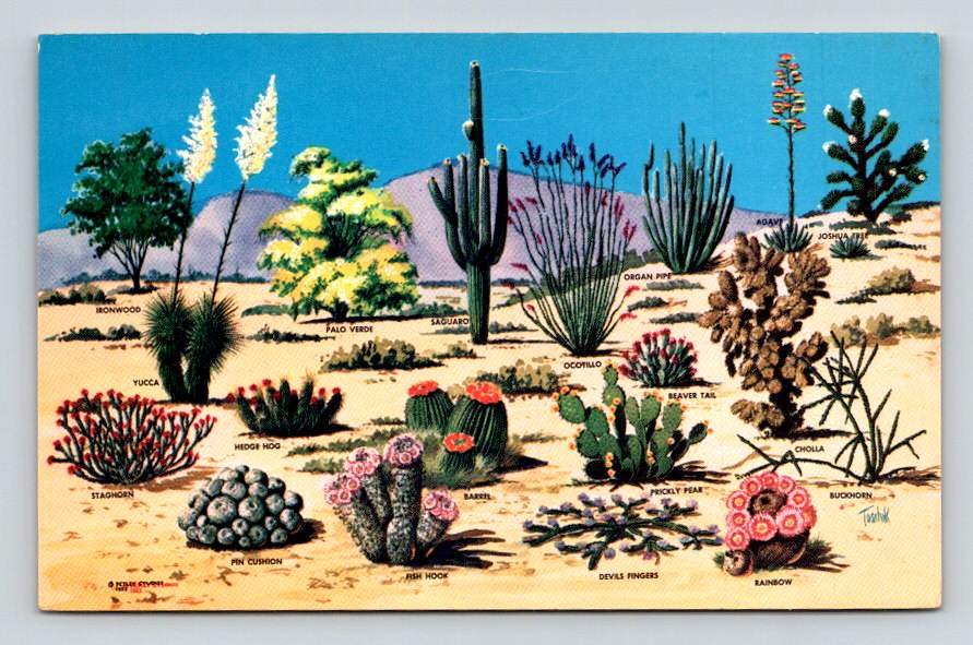 Cacti & Desert Flora The Great Southwest Cactus Petley Postcard (eCL800)