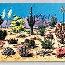 Cacti & Desert Flora The Great Southwest Cactus Petley Postcard (eCL800)