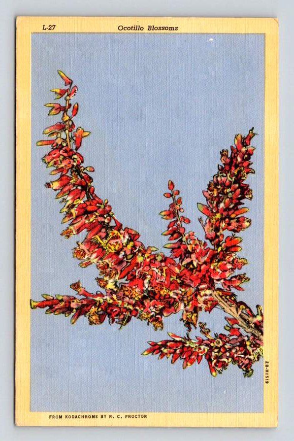 Arizona Ocotillo Blossoms Postcard (eCL802)