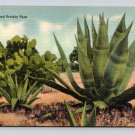 Sotol and Prickly Pear Cactus Postcard (eCL806)