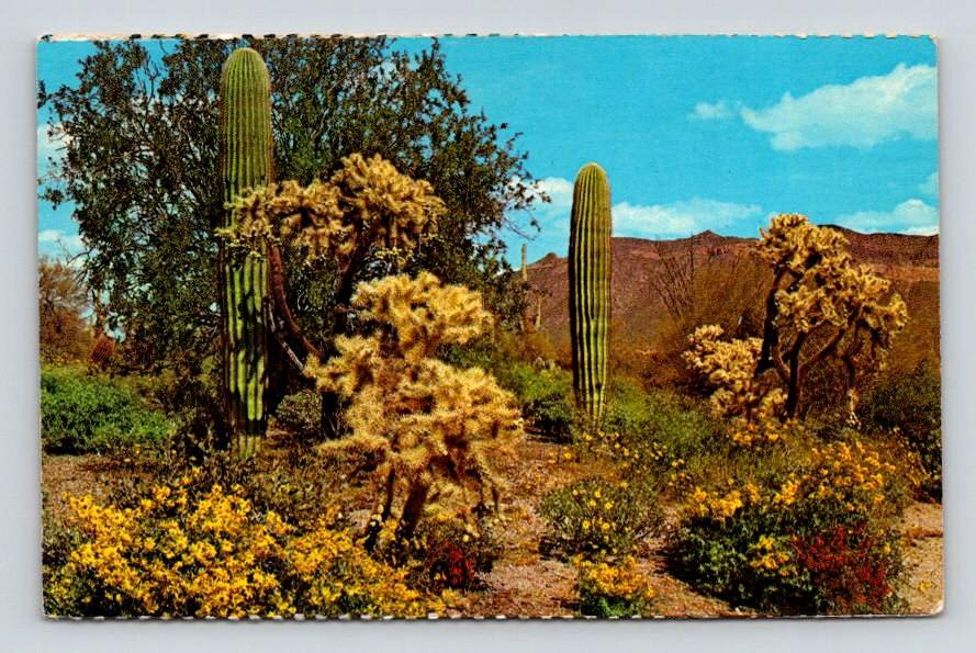 Dessert Cactus Springtime in Bloom Postcard (eCL810)