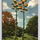 Century Plants of the Desert Agave Americana Postcard (eCL814)