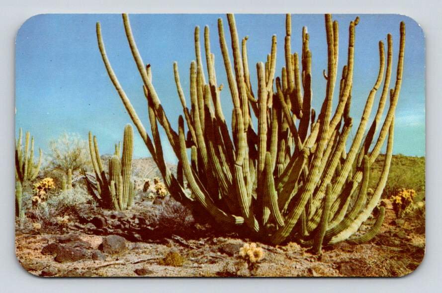 Organ Pipe Cactus - Desert Cacti Postcard (eCL820)
