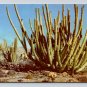 Organ Pipe Cactus - Desert Cacti Postcard (eCL820)